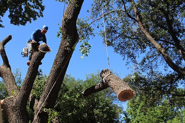 Tree removal Sarasota